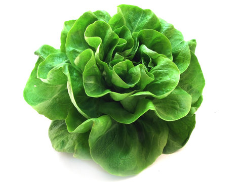 lettuce