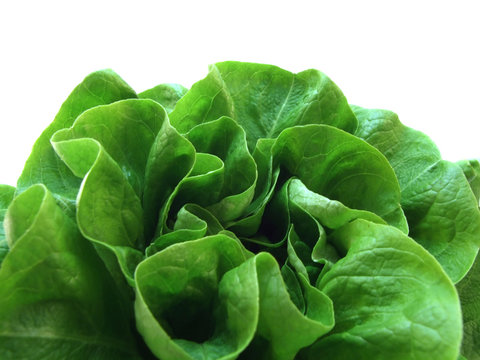 lettuce