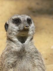 Suricate