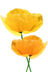 Fototapeta premium yellow poppy on white background