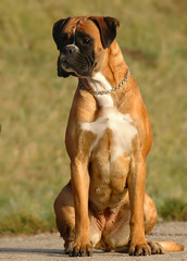 Boxer 8