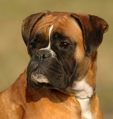 Boxer 7