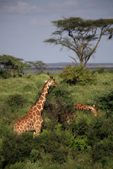 Two giraffe feeding in the Masai Mara National Reserve