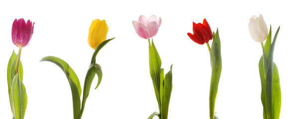 Five multi-colored tulips. Isolated on white