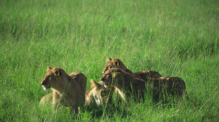 Family of lions - mother and her three cubs in the grass