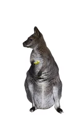 Papier Peint photo autocollant Kangourou kangourou