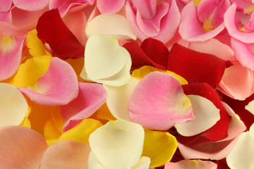 Petals of a rose. A beautiful background