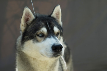 Portrait of siberian husky dog