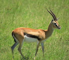 Gazelle standing  on its own in the grass Masai Mara Kenya.
