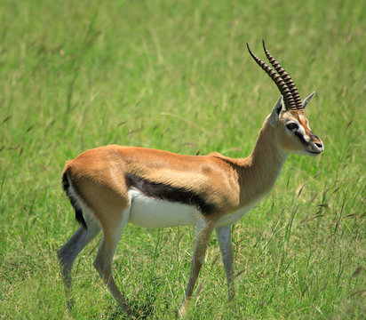 Fototapeta Gazelle standing  on its own in the grass Masai Mara Kenya.