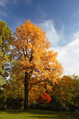 Bright autumn tree in a park over deep blue sky.