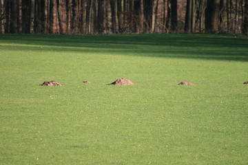 Maulwurf auf dem Fußballplatz 
