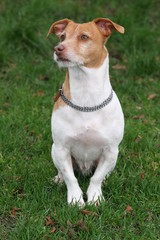 jack russel