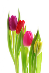 Close-up of colourful spring tulips against white background