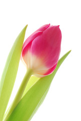 Close-up of colourful spring tulip against white background