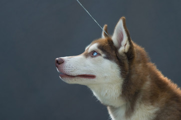 Portrait of siberian husky dog