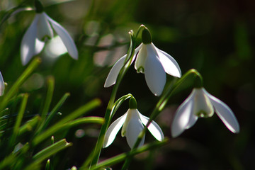 Schneeglöckchen