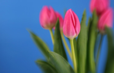 Naklejka premium A bunch of pink tulips with special focus effect