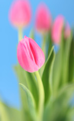 An abstract shot of pink tulips with shallow focus