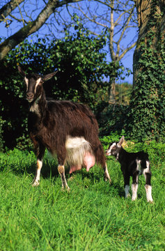 CHEVRE ET CHEVREAU 2