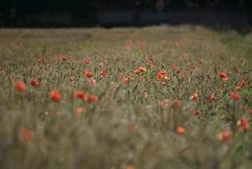 coquelicot