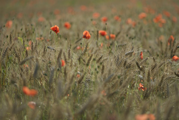 coquelicot
