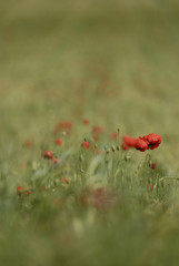 coquelicot