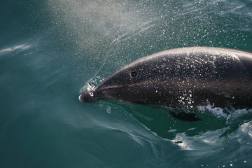 dauphin