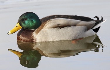 Mallard in the water