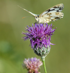 papillon