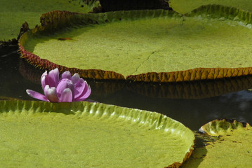 fleur de n&eacute;nuphar