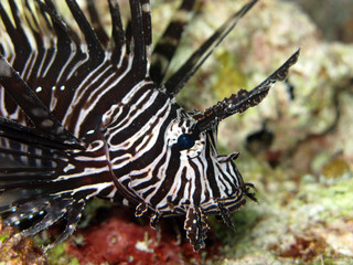 Black Lionfish