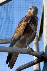 closeup of big wild falcon in cage