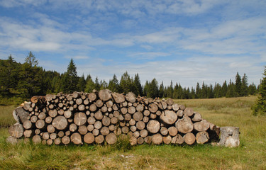 Tree trunks stack near a forest on Alps