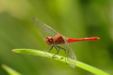 libellule