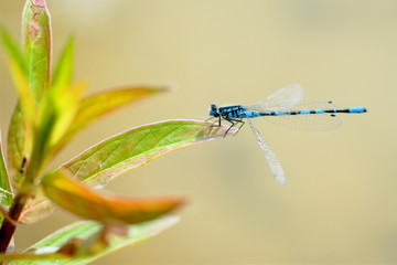 libellule