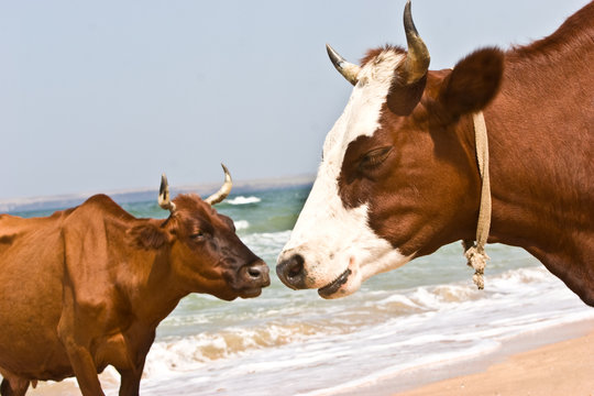 A red and white milk cow on the beach with love sense
