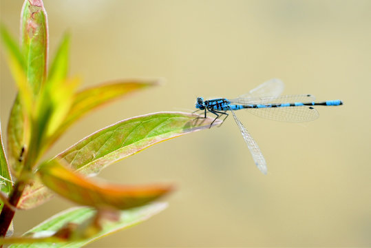 libellule