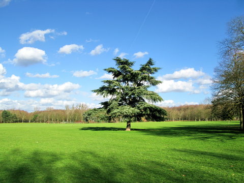 Parc de la Courneuve. Arbre solitaire dans un grand paysage.