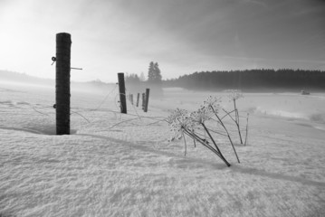 Snow covered field with frozen grass in foreground