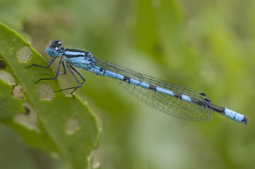 Damselfly