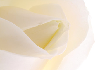 Fototapeta na wymiar white rose flower