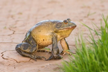 Fat Bullfrog