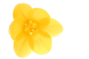 Obraz na płótnie Canvas yellow crocus flower