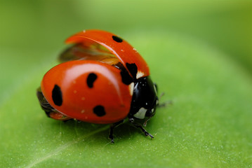 coccinelle