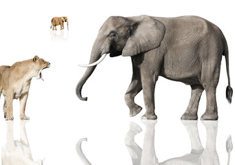 éléphant  vs lionne