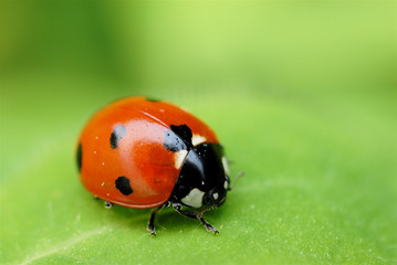 coccinelle