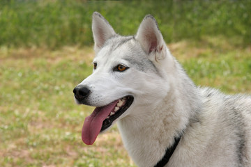 Obraz premium White Husky Dog