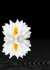 White Lotus Lily Beauty