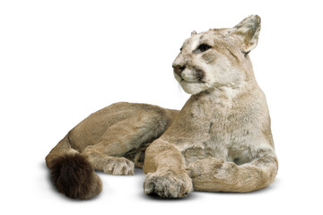 Puma with clipping path